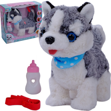 PIESEK INTERAKTYWNY CHODZĄCY PIES HUSKY CHODZI SZCZEKA MERDA REAGUJE NA DOTYK