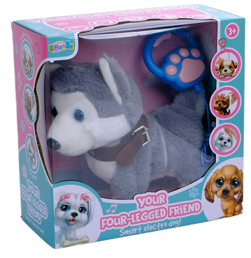 PIESEK INTERAKTYWNY CHODZĄCY NA SMYCZY PIES HUSKY CHODZI SZCZEKA MERDA REAGUJE NA DOTYK