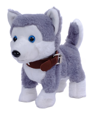 PIESEK INTERAKTYWNY CHODZĄCY NA SMYCZY PIES HUSKY CHODZI SZCZEKA MERDA REAGUJE NA DOTYK