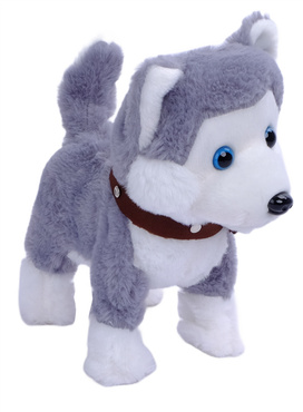 PIESEK INTERAKTYWNY CHODZĄCY NA SMYCZY PIES HUSKY CHODZI SZCZEKA MERDA REAGUJE NA DOTYK