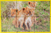 small_photo