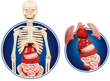 Clementoni Zestaw LUDZKIE CIAŁO Naukowa Zabawa DNA