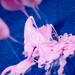 small_photo